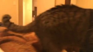 1000257450.mp4