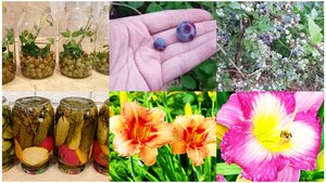 19 июля. Начало парада лилейников. Первые заготовки. Голубика в саду.