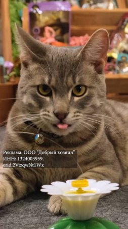 КУСЬ-ШОУ. Новый сезон: Цирковой Кот