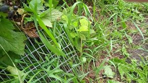 смородина Ядрёная