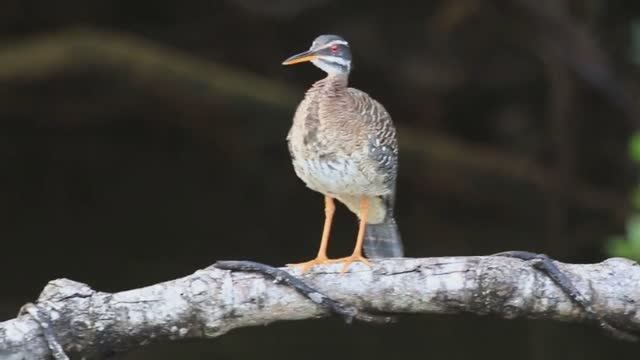 Цапли Этих Видов Самые Необычные смотреть онлайн