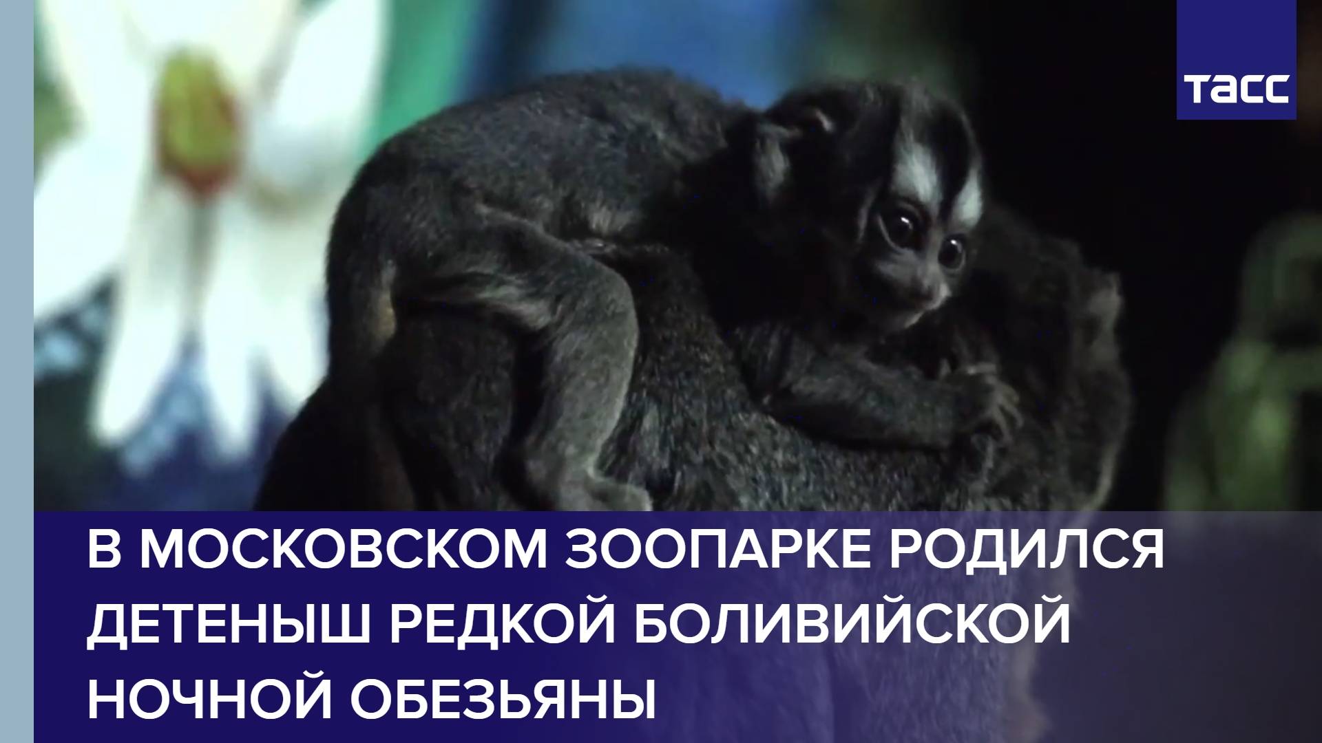 В Московском зоопарке родился детеныш редкой боливийской ночной обезьяны