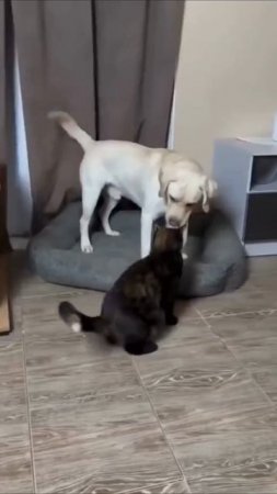 Ох уж эти котики