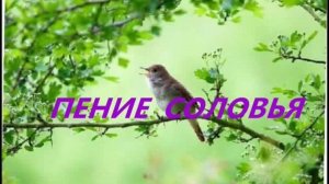 Звуки природы  пение соловья под шум ручья в лесу