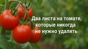 Два листа на томате, которые никогда не нужно удалять 🍅🌿