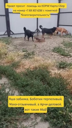 НАС100=99хвостиков+1человек!
