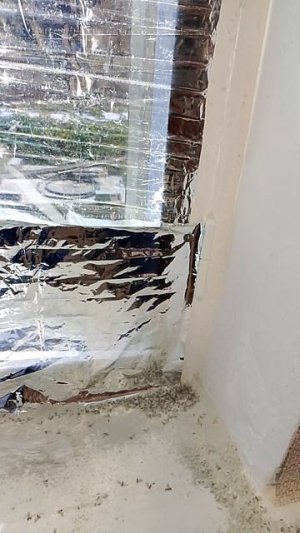 Эффективное средство от муравьев в доме
