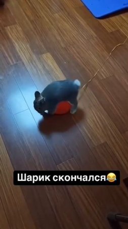 Смешные Shorts