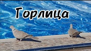 Удивительная птица Крыма: Горлица в Коктебеле