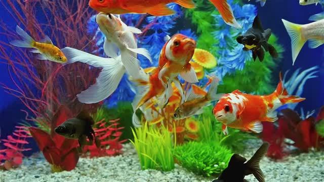 🐠 Аквариум