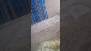 Обзор на кошечку Мусю