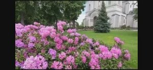Доля воровская - Vilkaviskis Окраина Литвы