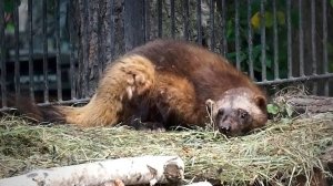 Росомаха по имени "Рыжий плут" и немного соседей.