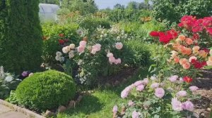 Розы из коробок,ожидание и реальность!🌹Дача в Ленобласти!🏡
