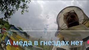 Мёда в гнездах нет, 24 июля 25 года