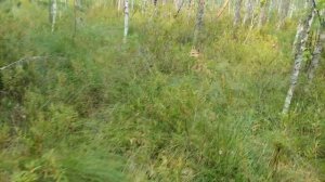 Купаю собак. Есть лось