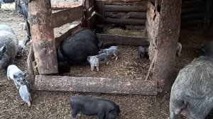 Больше 50 маленьких поросят. Наше деревенское подворье