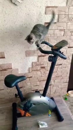 Добрый совет!🤣😻 Юмор с животными