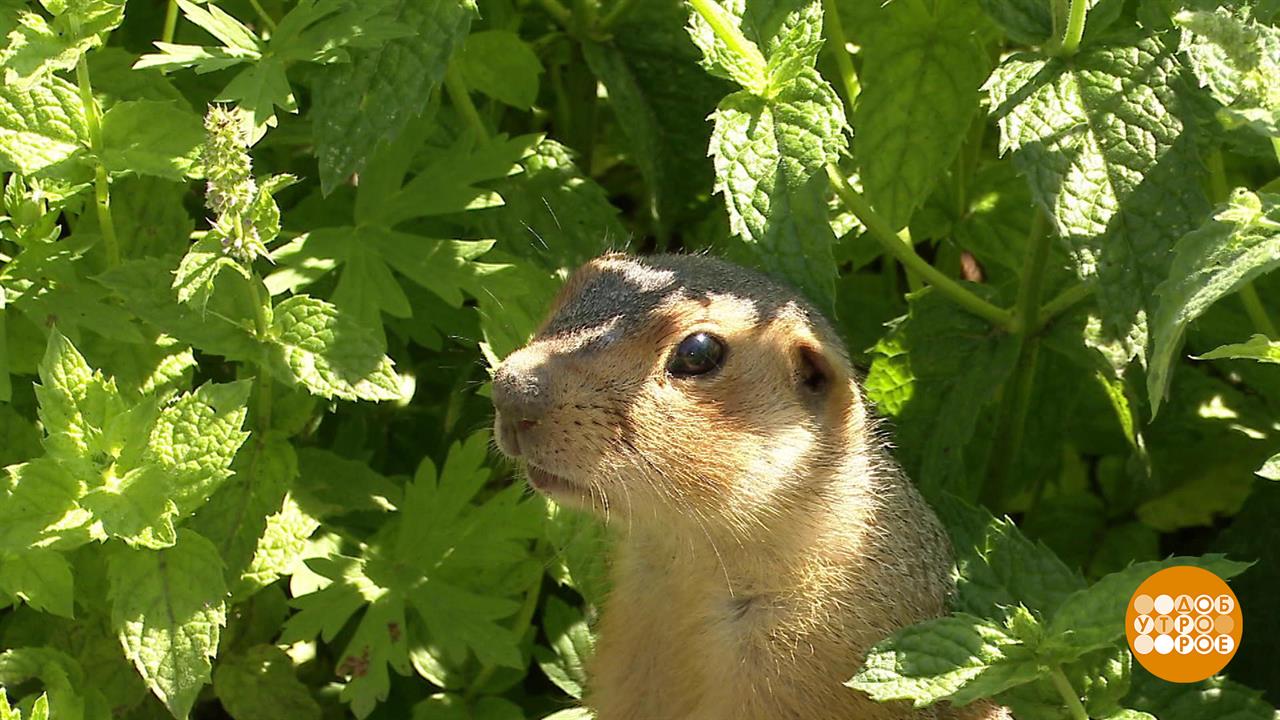 Понаехали тут... бобры и суслики. Доброе утро. Фрагмент выпуска от 24.07.2025