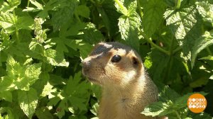 Понаехали тут... бобры и суслики. Доброе утро. Фрагмент выпуска от 24.07.2025