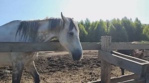 Конно-туристическая база отдыха "Новая Ельня"