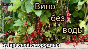 Вино из красной смородины без воды рецепт.