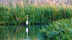 Красивая Белая Цапля в Воде. Видео.