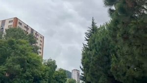 Сочи и ее разновидность озеленения