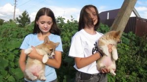 Щенки Вельш-корги пемброк (девки)