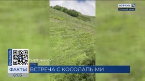 Туристов сопроводила любопытная медвежья семья на Бзерпинском карнизе в Сочи
