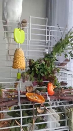 Кормим клевером птиц.