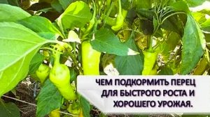 ЧЕМ ПОДКОРМИТЬ ПЕРЕЦ🫑