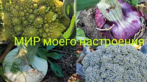 23.07.25 Дача Выборг.Капуста Брокколи и Романеско будет супер урожай.Чеснок скоро будем убирать.