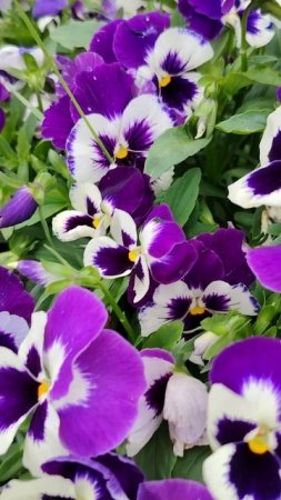 24 июля. Анютины глазки какие же они красивые....