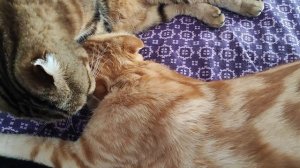 Утренние целованья-умыванья🥰