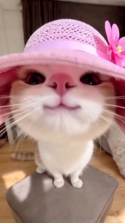 ❤
#котик #милота #рек