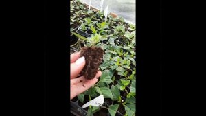 Укорененные черенки метельчатой гортензии