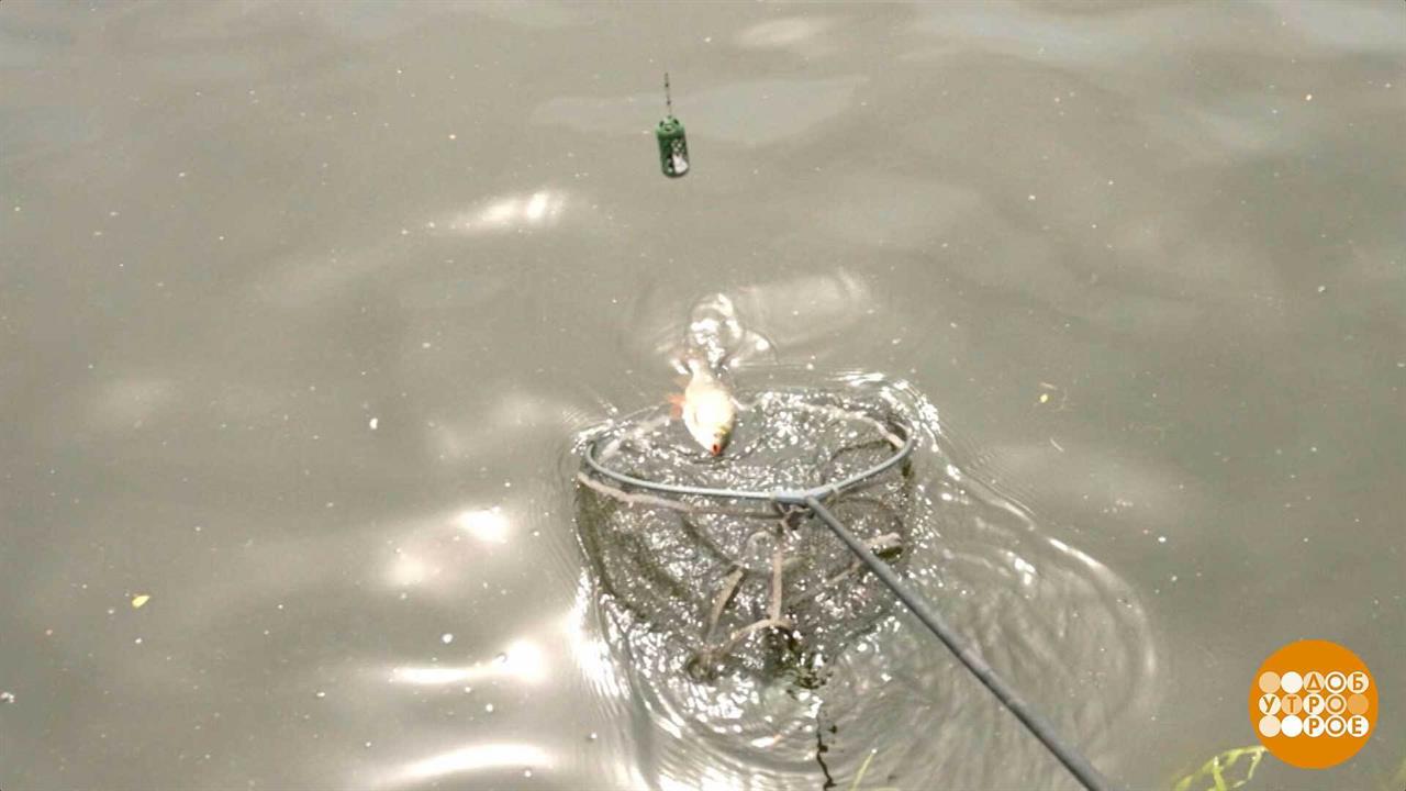 Плотва плывет на сладенькое. Доброе утро. Фрагмент выпуска от 24.07.2025