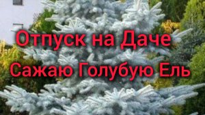 Отпуск на Даче. Сажаю голубую Ель
