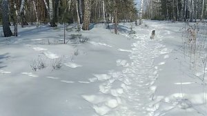 07.03.25 берта бежит ко мне замедл съемка