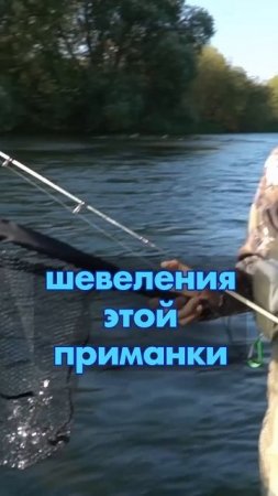 SUISEN! Обзор новинки 2025 года от JACKALL! #jackall  #fishing #japan #new #newvideo