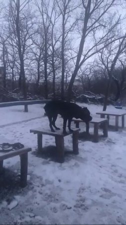 Оскар