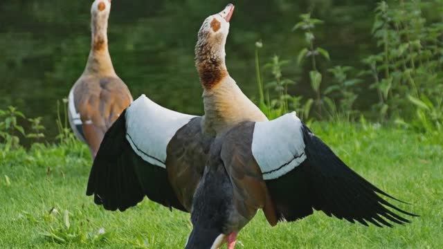 Эти Породы Гусей Самые Интересные в Мире смотреть онлайн