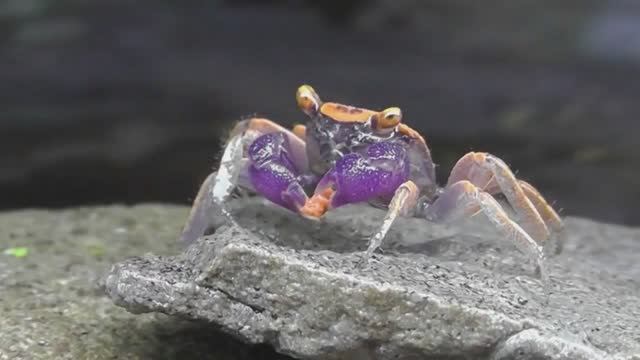 Вы Не Поверите, НО Это Самые Необычные Крабы Нашей Планеты смотреть онлайн