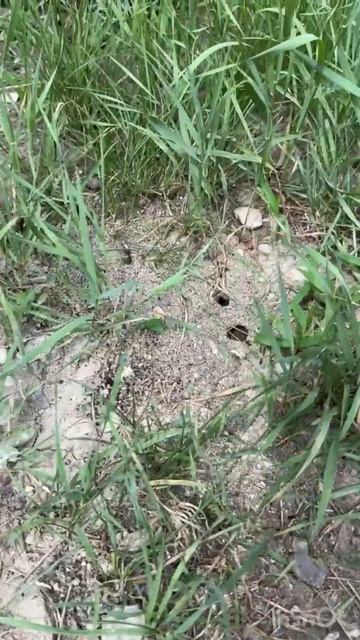 VID_20250724_200326_131