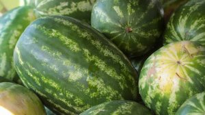 Эксперт назвала способы использования арбузных корок на даче