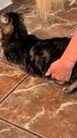 массаж для котейки