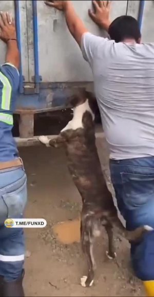 Мужики, я помогу!😄