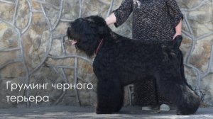 Груминг русского черного терьера с Анжеликой Немеровой на косметике "Свети"