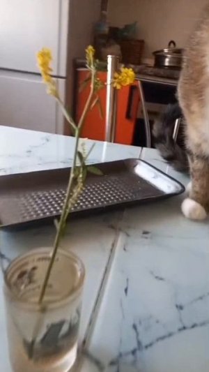 Голодный кот